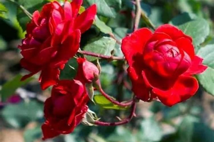 月季肥害后多久可以恢复