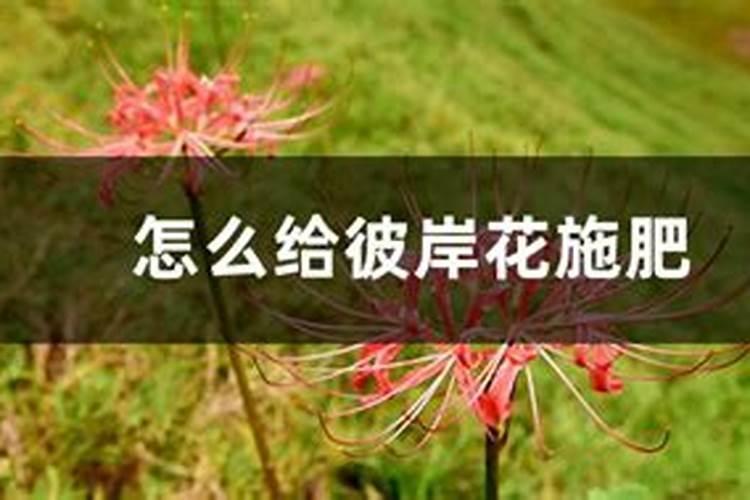 怎么给彼岸花施肥