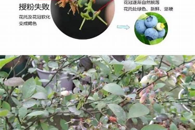 蓝莓开花结果期施什么肥好
