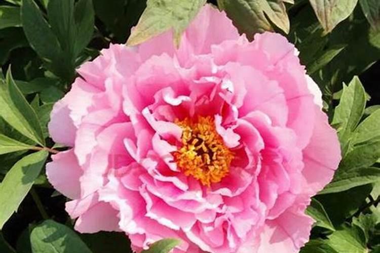 牡丹花施什么肥好