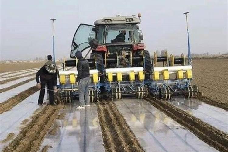 一盆花放了20粒复合肥会怎样 一盆花放了20粒复合肥会怎样