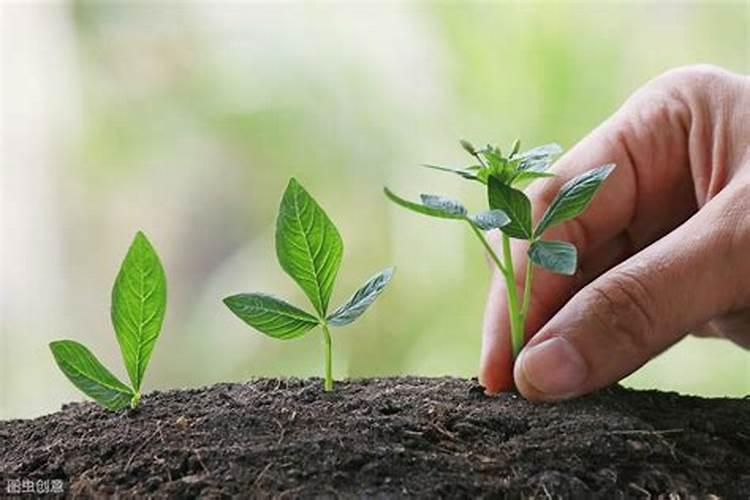 秋梢控旺用什么药