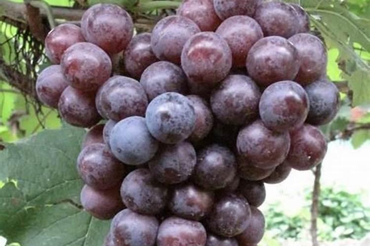 茄子多久施肥一次最好