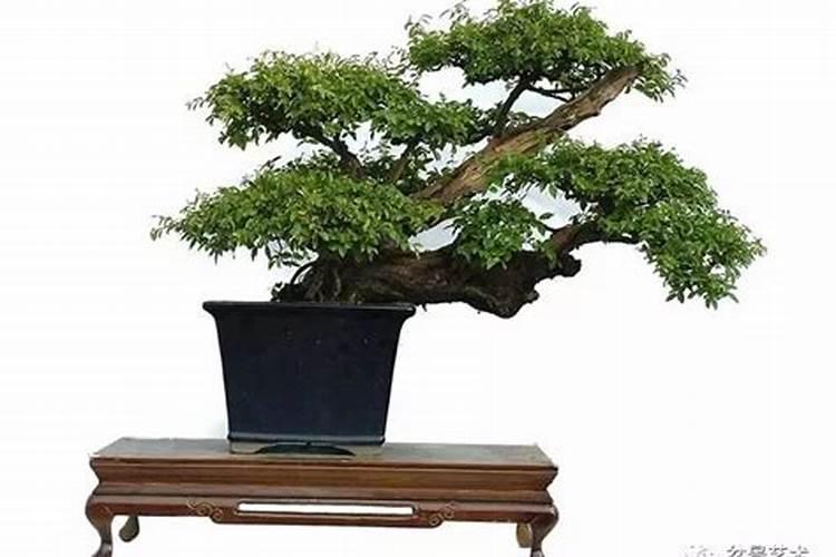 这个是雀梅吗？