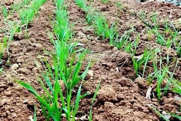 小麦底肥施啥复合肥好