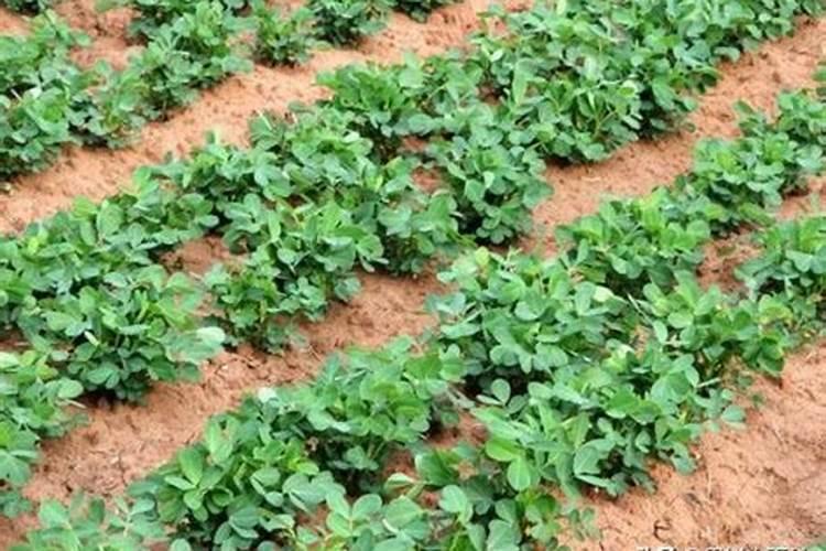 氮肥包括哪些肥料