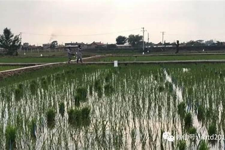 水稻僵苗原因是什么？