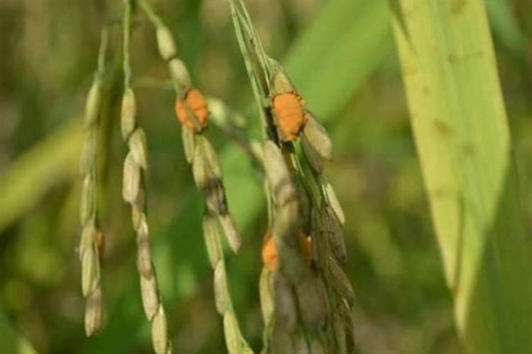 直播水稻施肥时间与施肥技术