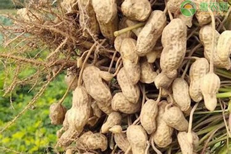 春花生在8月初又普遍开花,是什么原因？怎么防治？