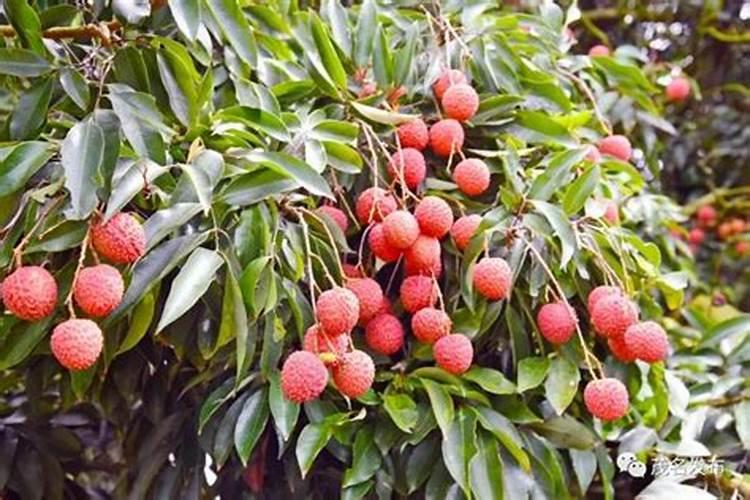 果树用什么水溶肥效果好？