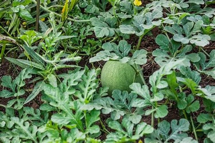 糖化硼能用在有机蔬菜上吗？