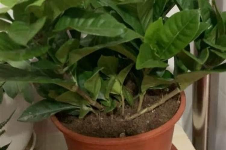 水养绿萝的营养液自己怎么配置