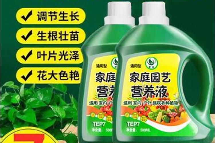 绿萝的养殖方法