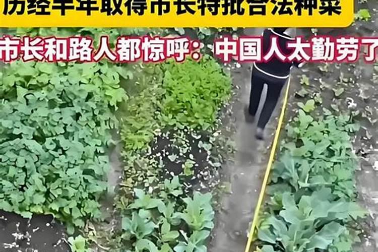 芹菜生长期多少天追肥一次比较合适？