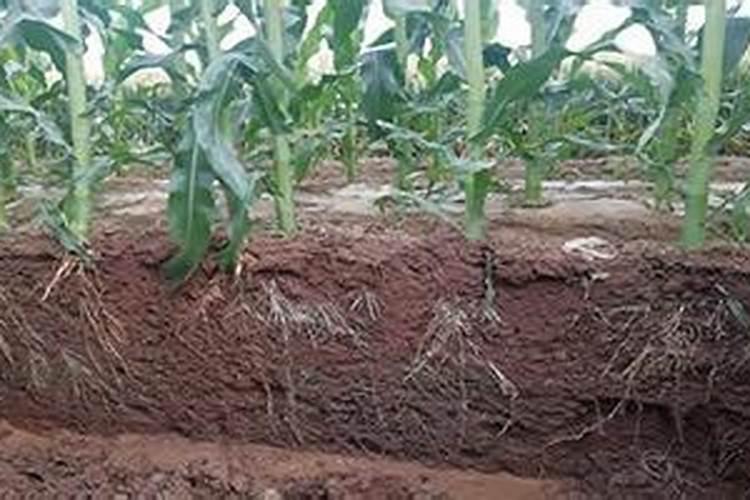 生根肥料用啥效果好？大家推荐一下