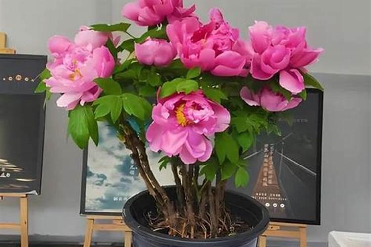 牡丹花喜肥吗 喜欢施什么肥料