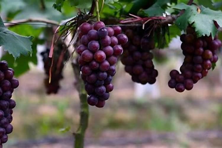 君子兰冬天最适合施什么肥