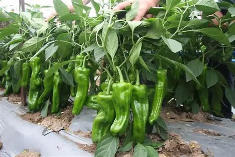 想吃到小时候的味道的水果,应该从哪几个方面入手考核呢？