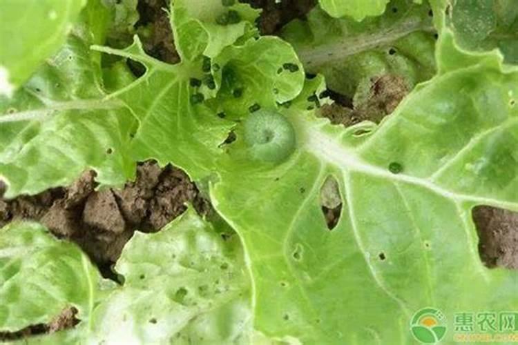 冬季青菜施肥方法 冬季青菜怎么施肥