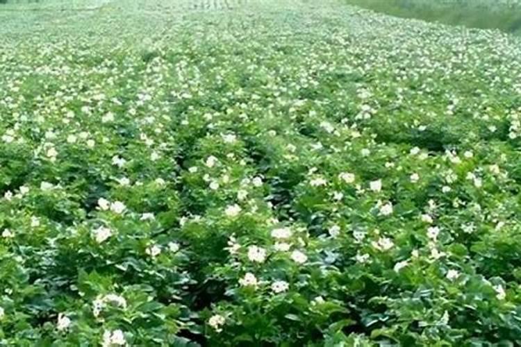 马铃薯地施什么肥最好