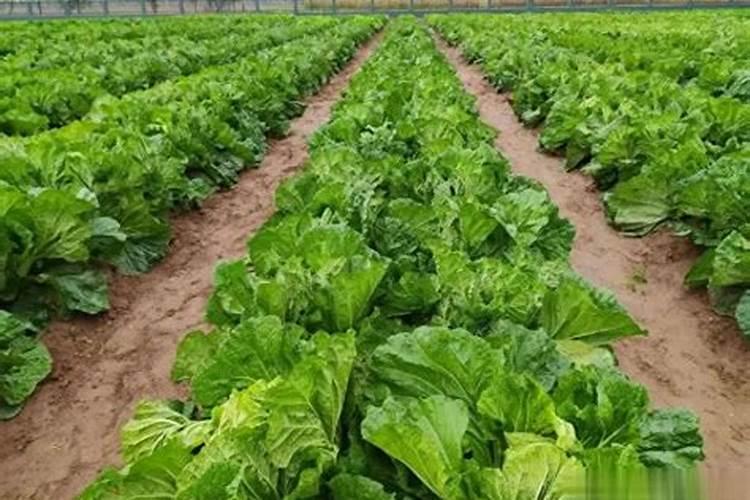 辣椒开花结果期用什么肥料
