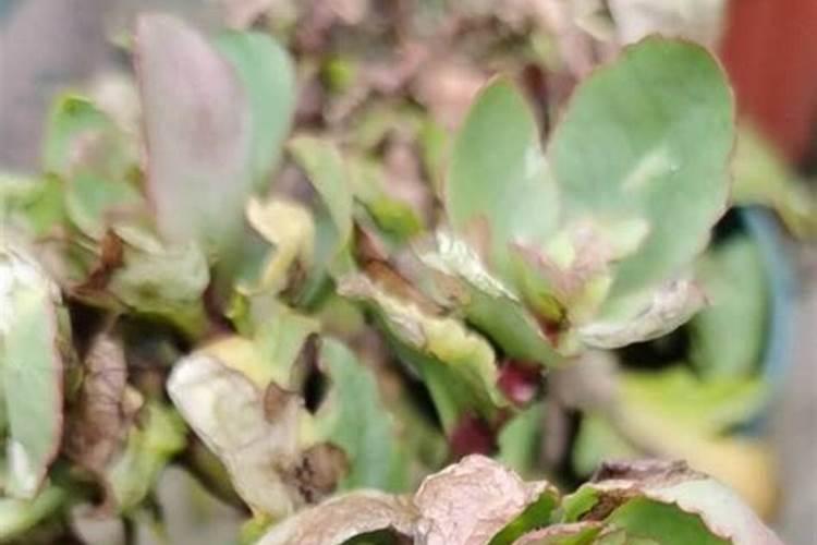 长寿花叶片成白膜状怎么办花卉百科