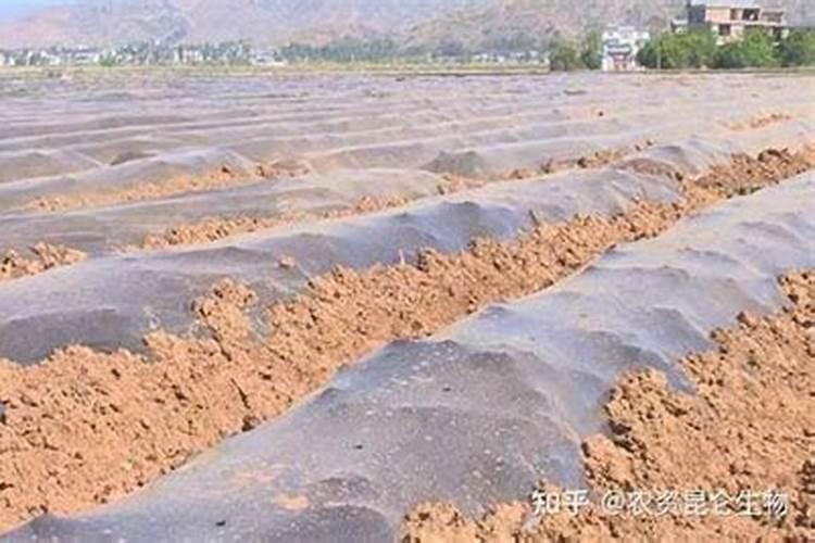 大葱用什么叶面肥效果好？大葱根茎块膨大素哪家好？