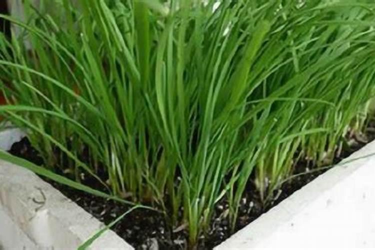 韭菜如何施化肥