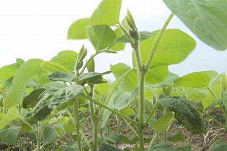 江西叶面肥木醋液