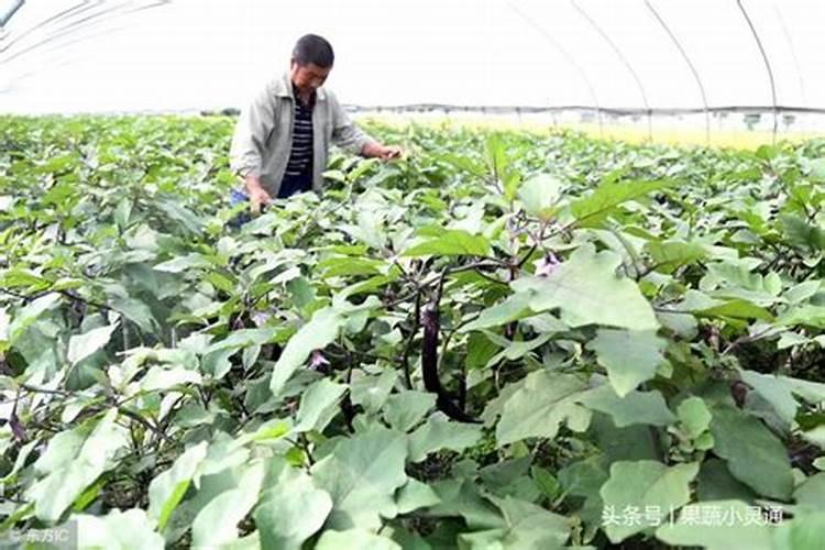 大棚种植茄子需要什么肥料