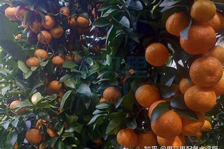 蓝莓浇腐殖酸水溶肥好吗？