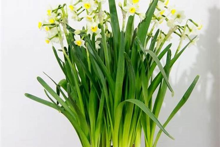 钙肥是什么肥料