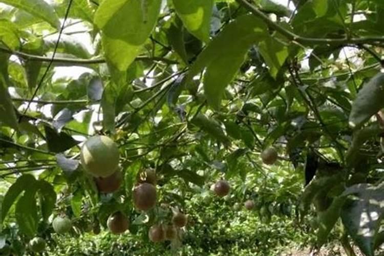 尿素加复合肥对百香果的作用