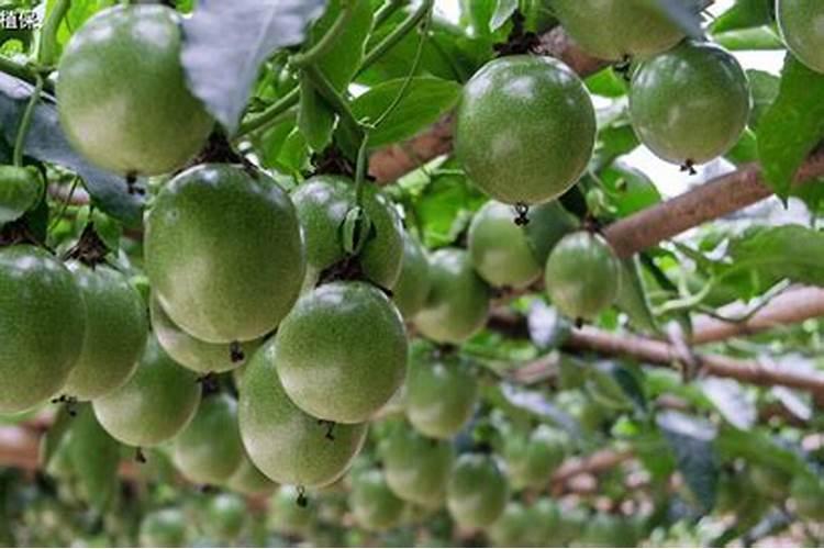 百香果正确施肥方法