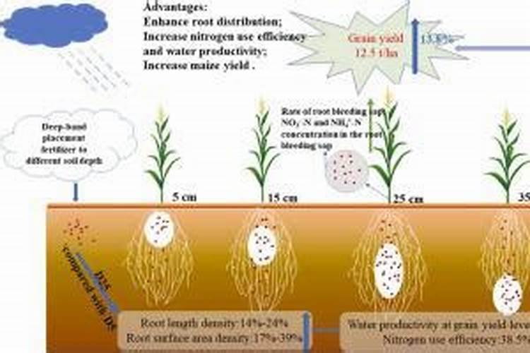 玉米施肥深好还是浅好 是不是越深越好