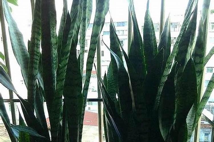 高温天气该如何养护虎皮兰