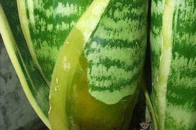 虎皮兰叶子怎么变宽