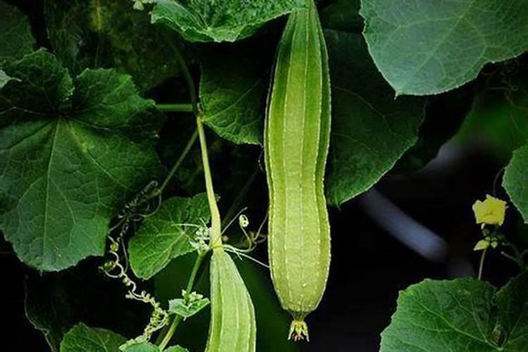 八棱瓜怎么种植？