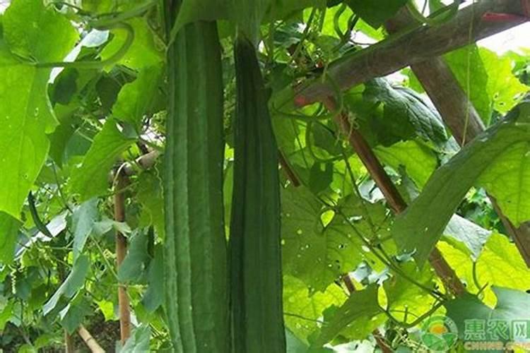 八棱瓜的种植方法