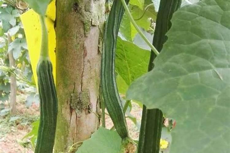 八棱瓜的种植与管理