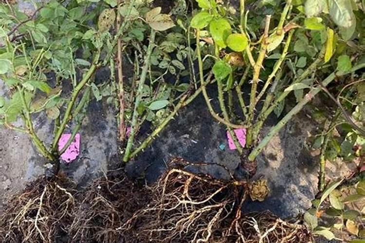 贝奇灵与伲福达的区别