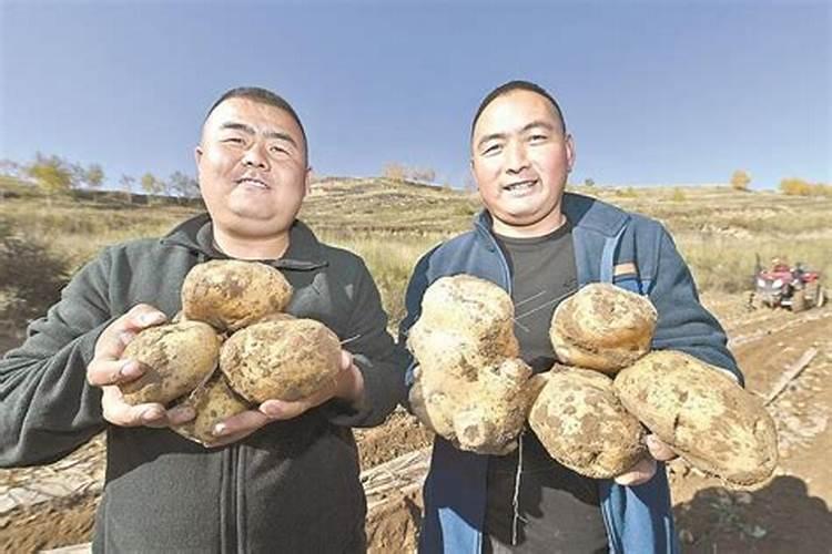 种植土豆的要点