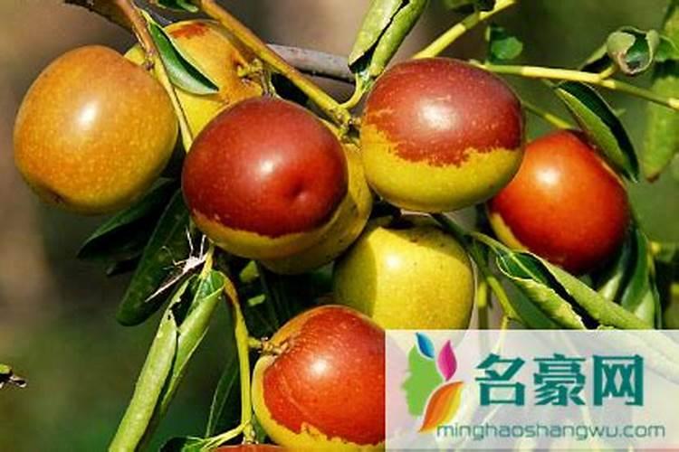 盆栽白兰花怎么养