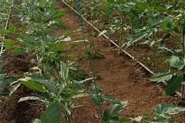 草坪常用的磷肥有哪些？