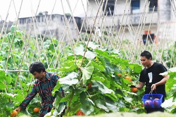 种菜用什么复合肥比较好 速效复合肥怎样给蔬菜施肥