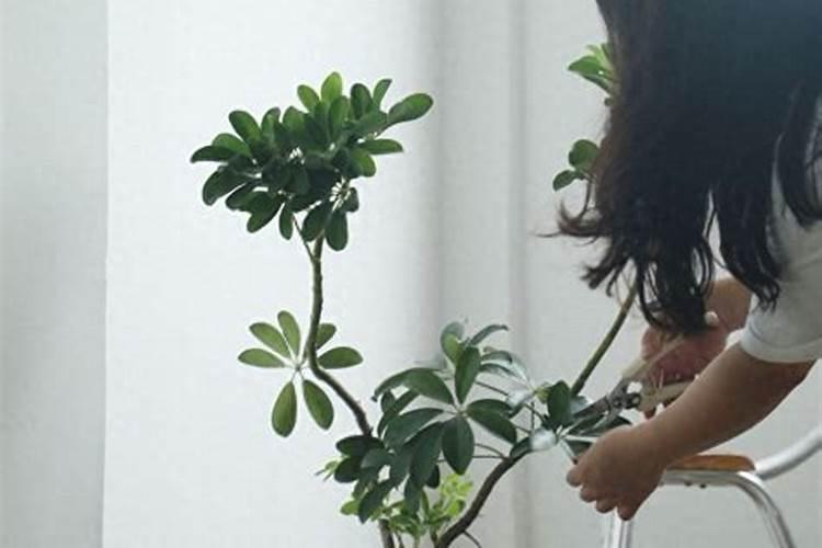 金钱树施什么肥料最好