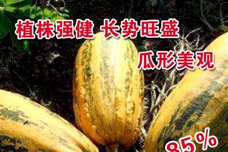 西葫芦怎么管理才能结得多