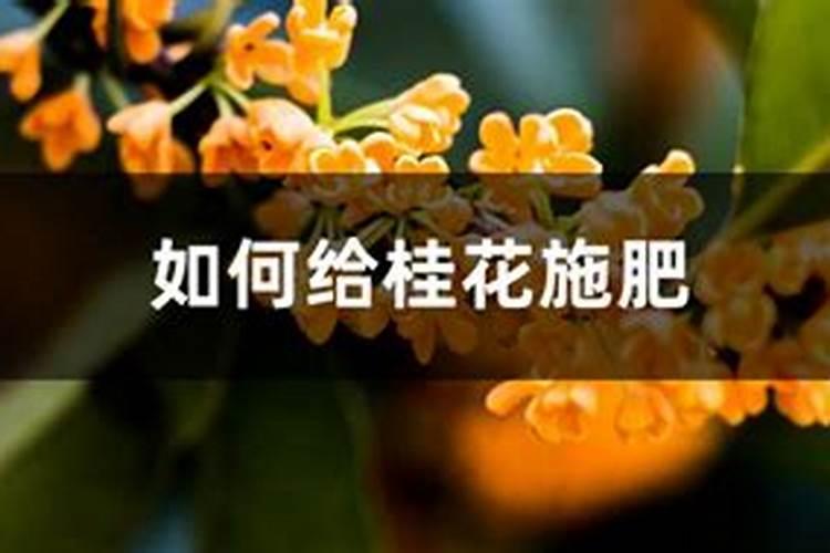 桂花移栽后多久施肥 桂花移栽后应该什么时候施肥？