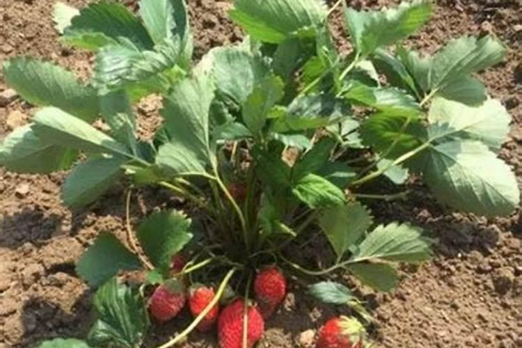 草莓发芽后怎么养护