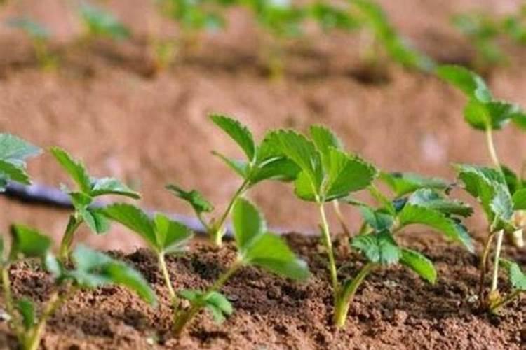 草莓苗长几年可以结果怎么浇水施肥